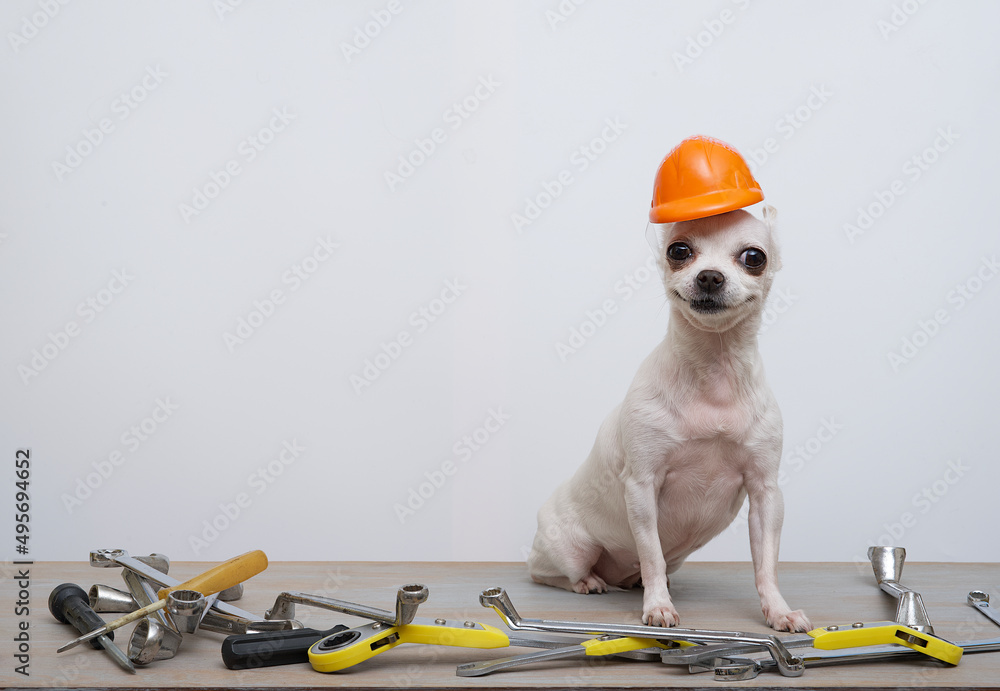 Chihuahua dog in a red protective construction helmet sits in a row of  wrenches on a white background, celebrating Labor Day. Stock Photo | Adobe  Stock